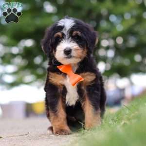Major Tom, Mini Bernedoodle Puppy
